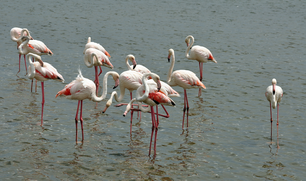 Flamingos