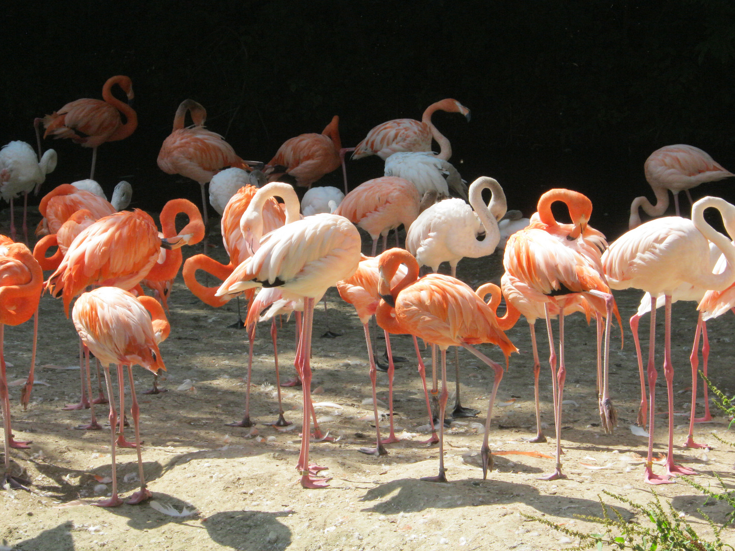 Flamingos