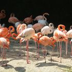 Flamingos