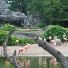 Flamingos .