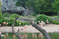 Flamingos .