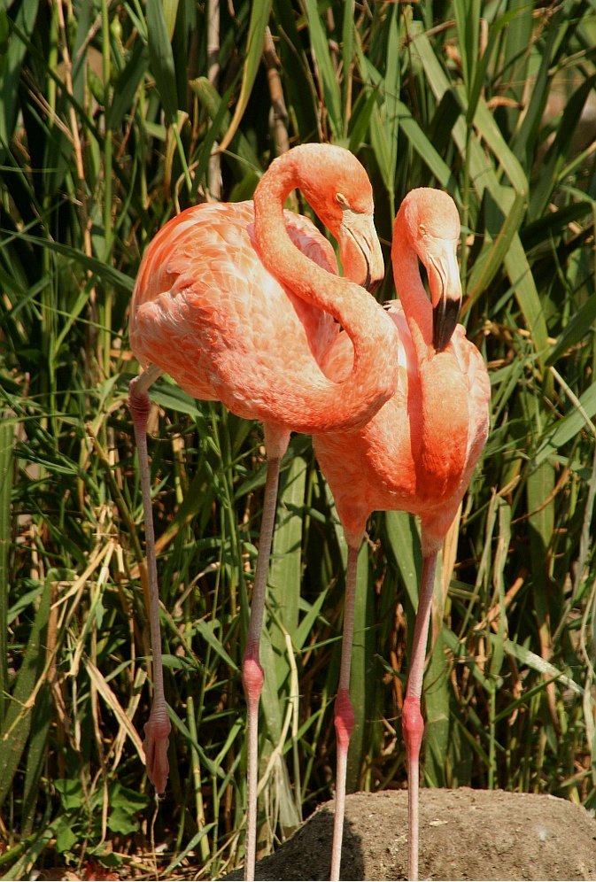 Flamingos