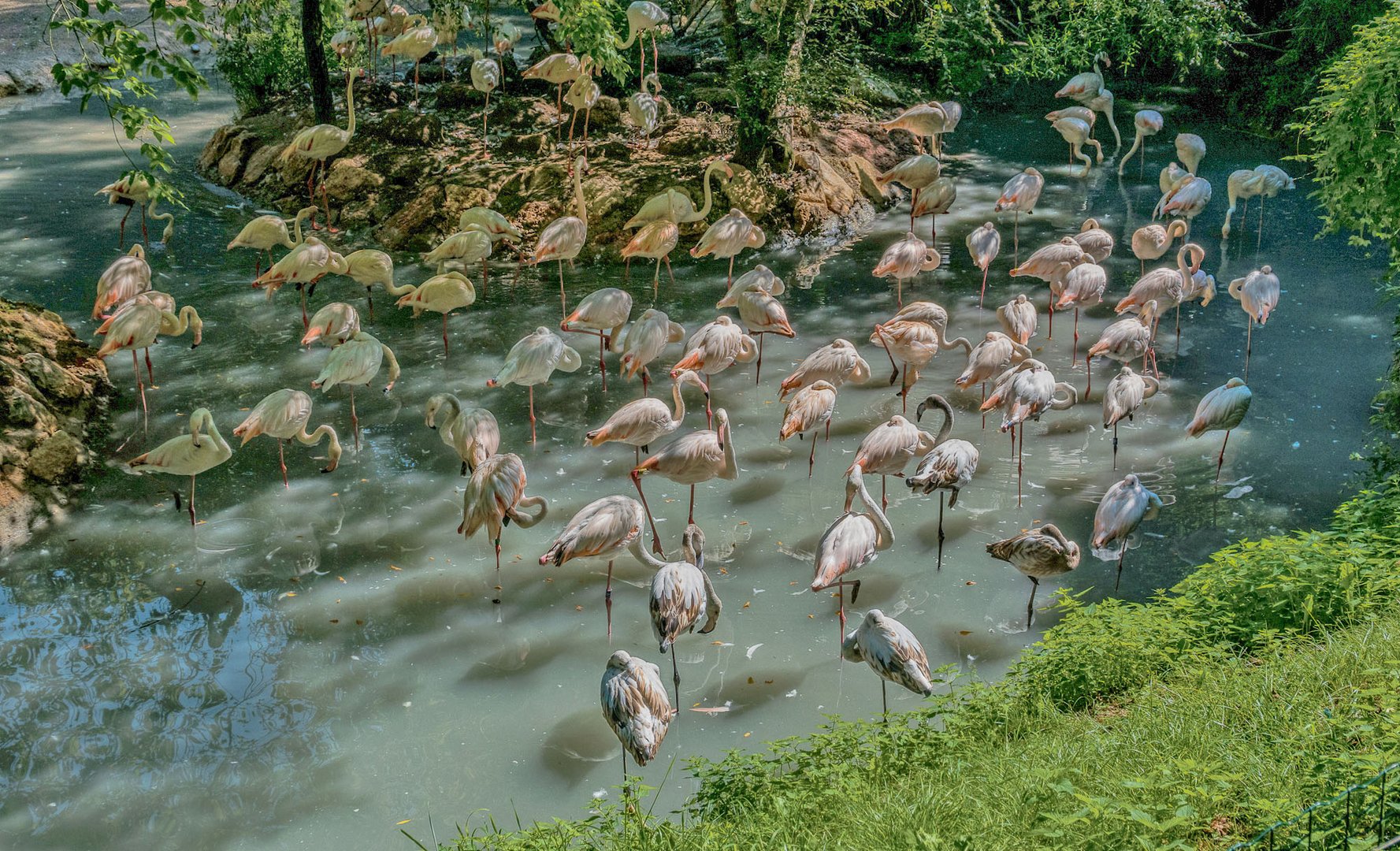 Flamingos