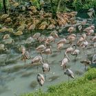 Flamingos