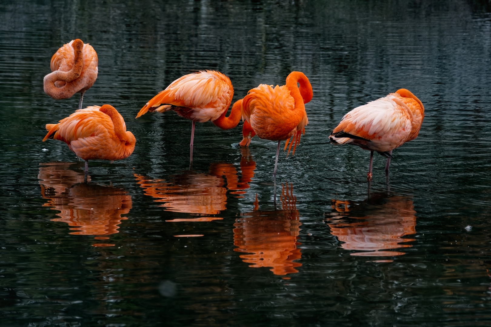 Flamingos 