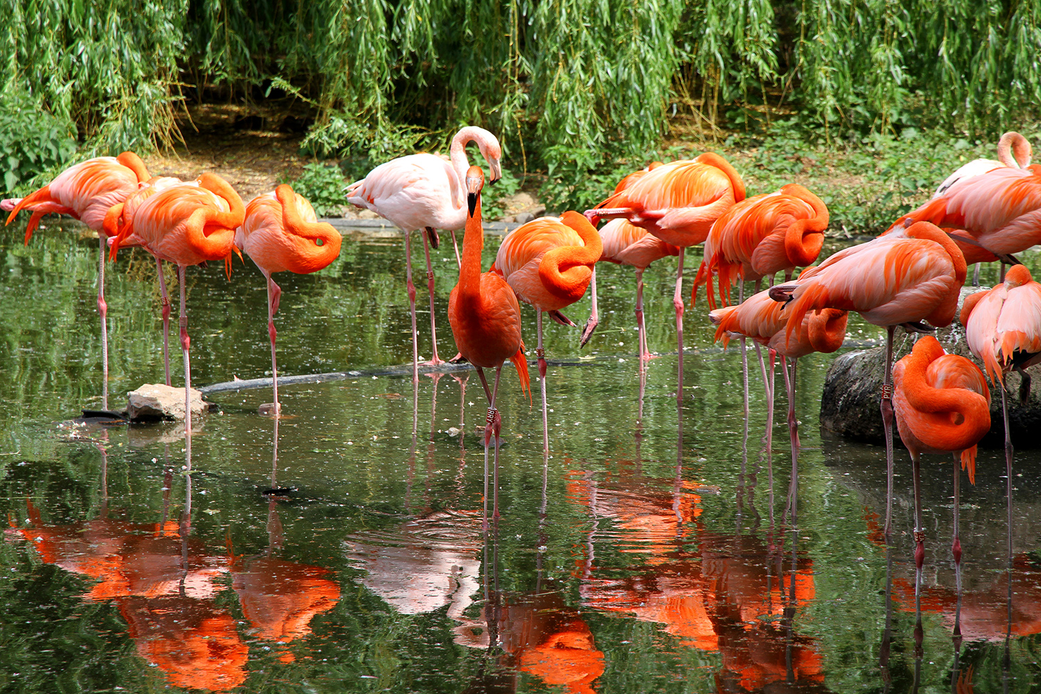 Flamingos