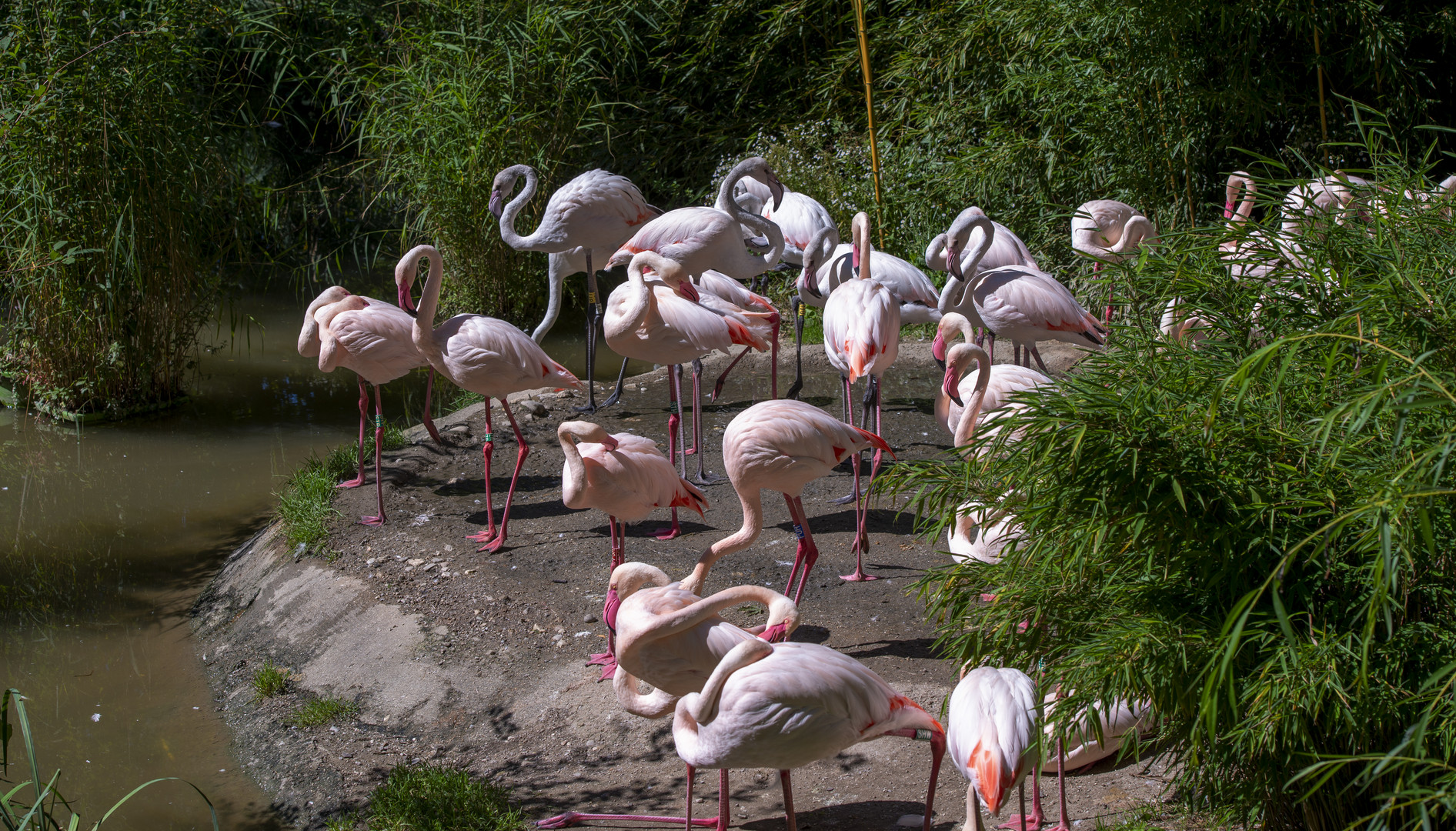 Flamingos