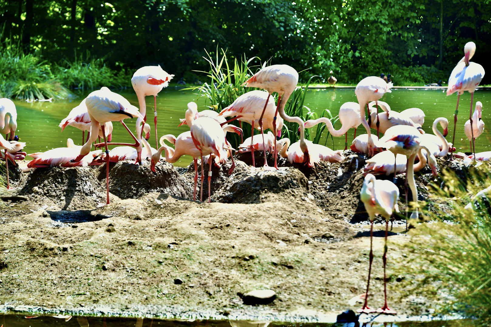 Flamingos.