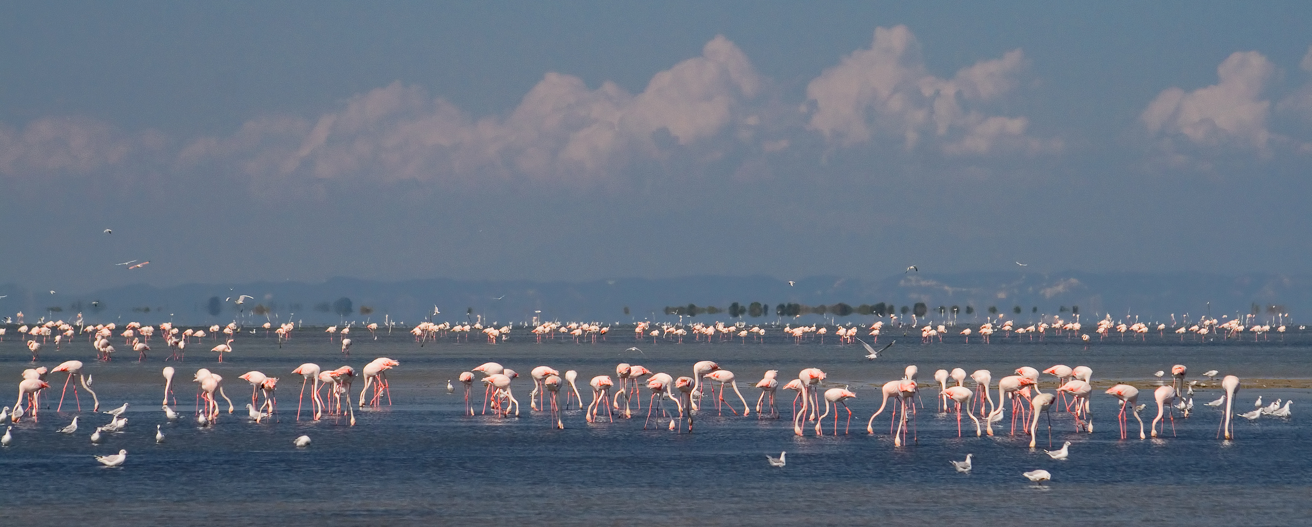 Flamingos