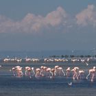 Flamingos