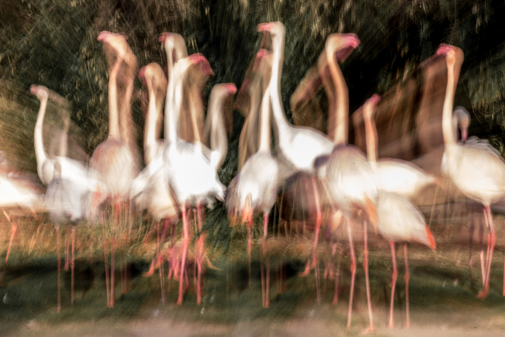 Flamingos