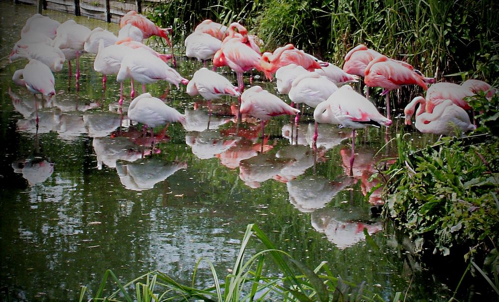 Flamingos