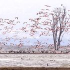 Flamingos