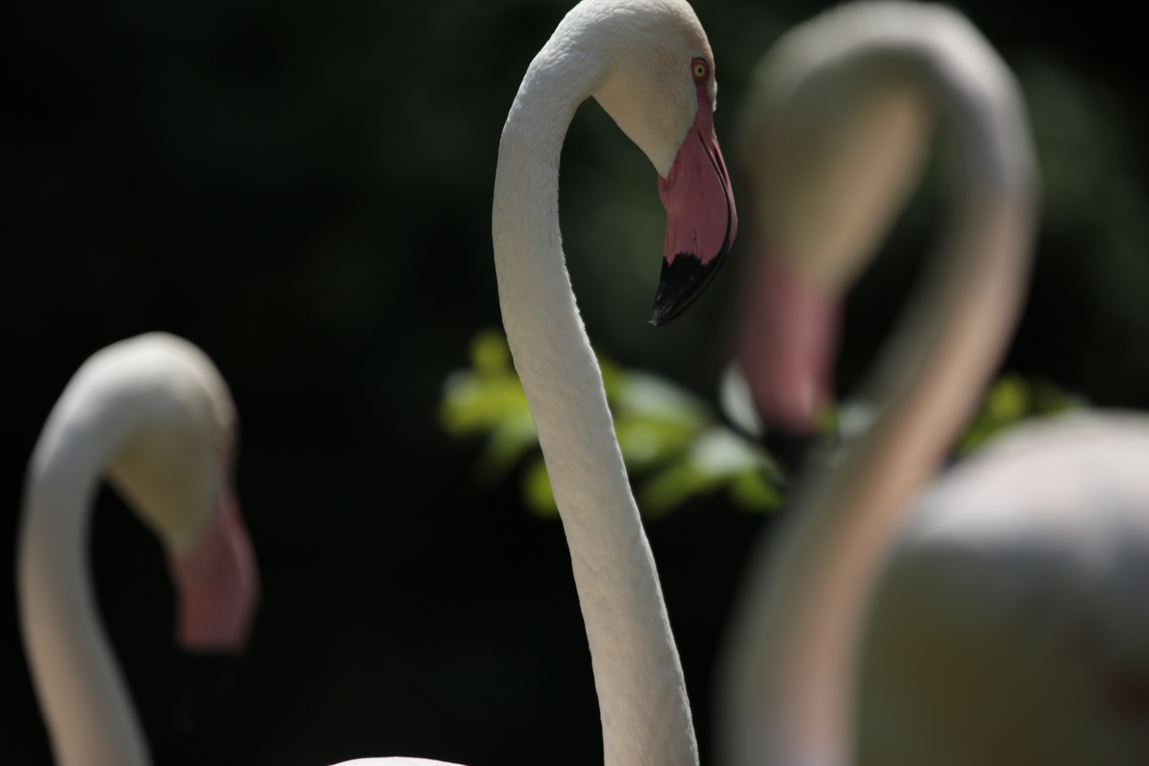 Flamingos