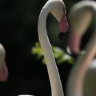 Flamingos