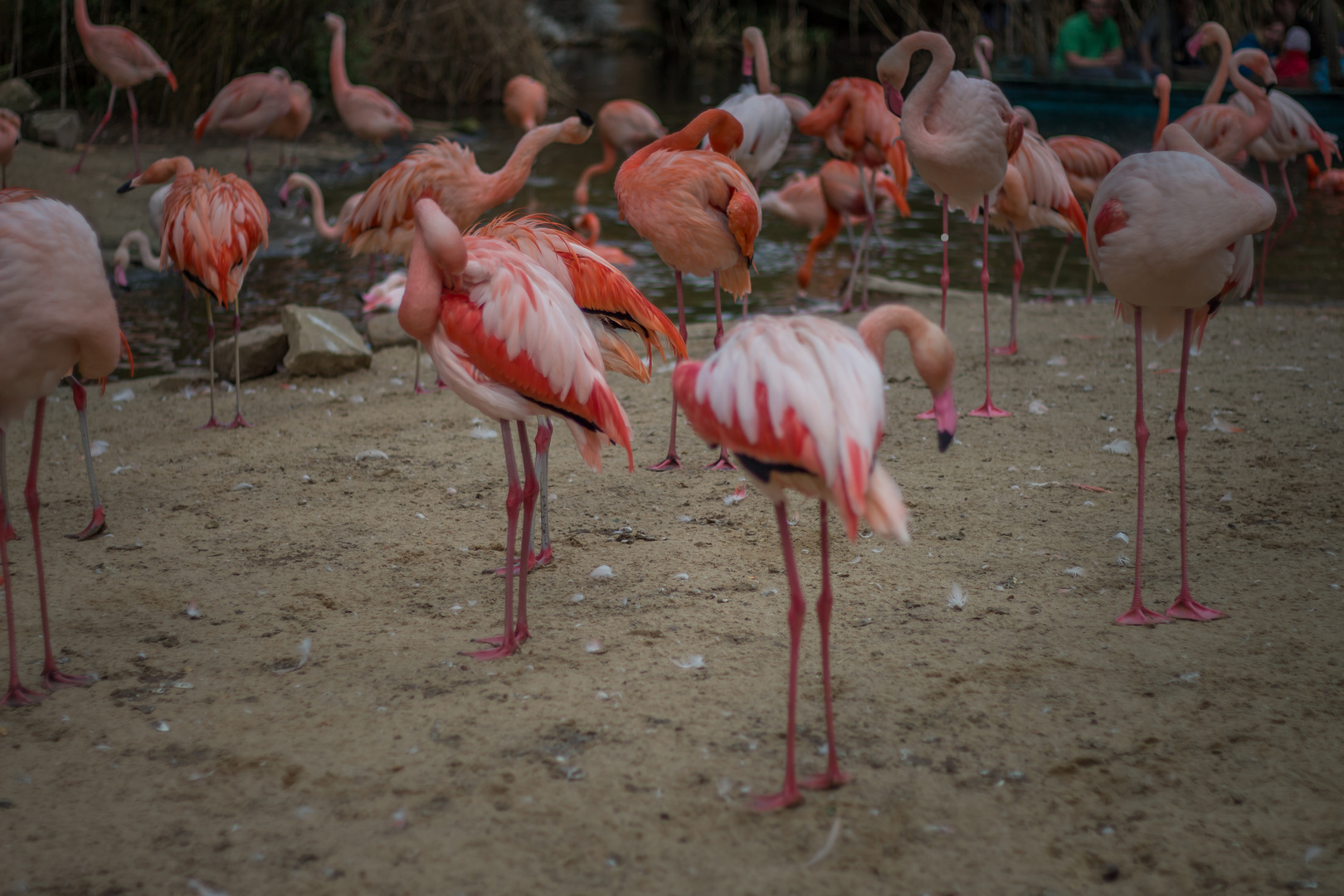 Flamingos