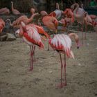 Flamingos