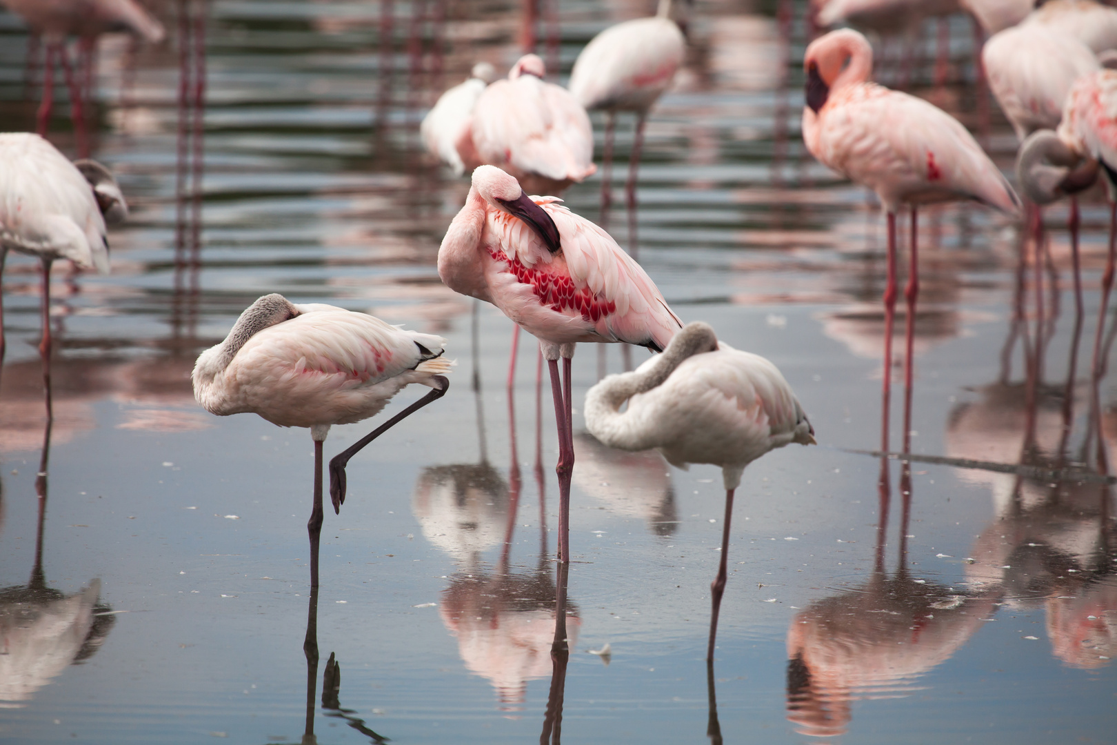 Flamingos