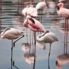 Flamingos