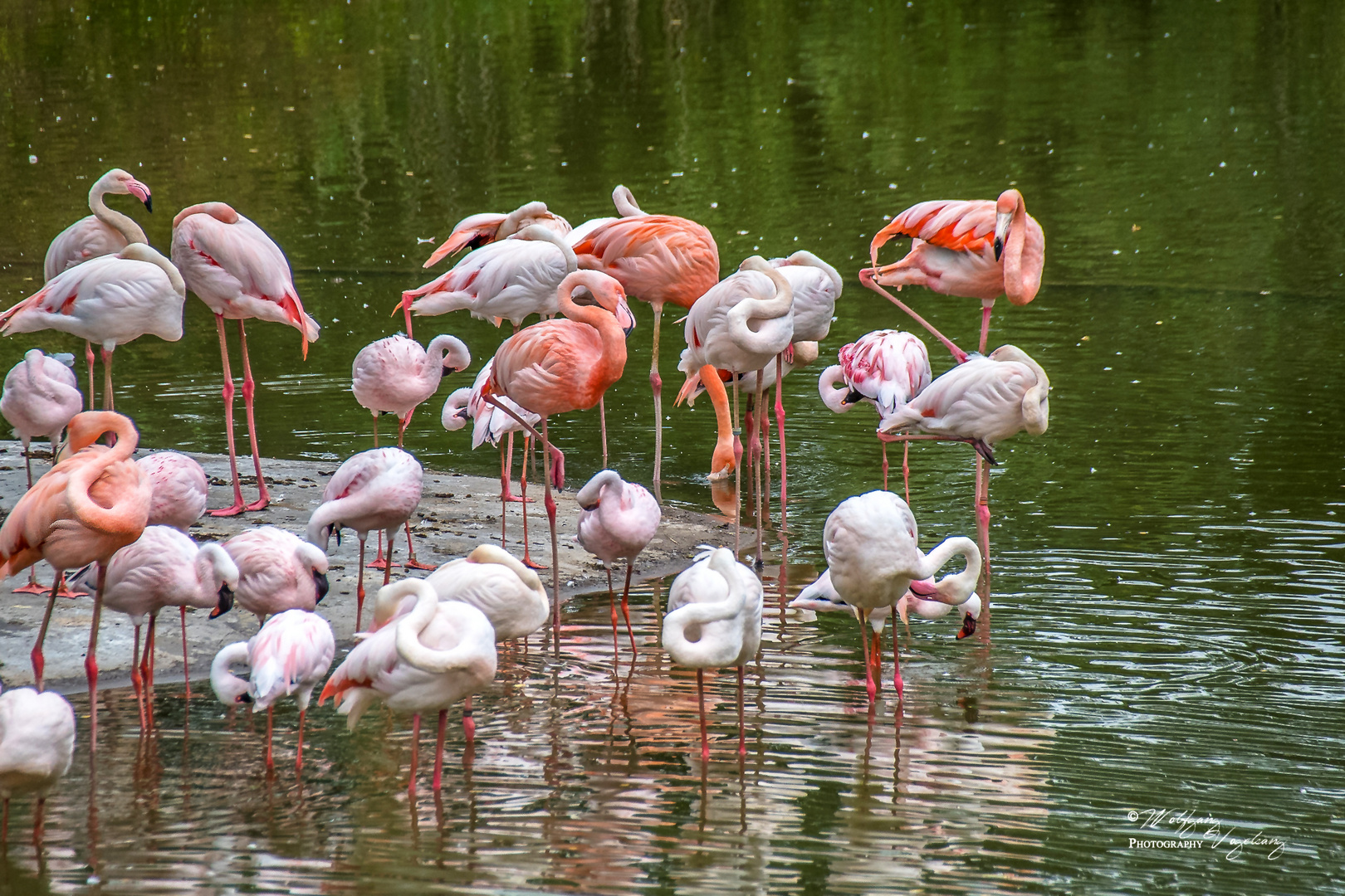 Flamingos