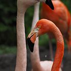 Flamingos