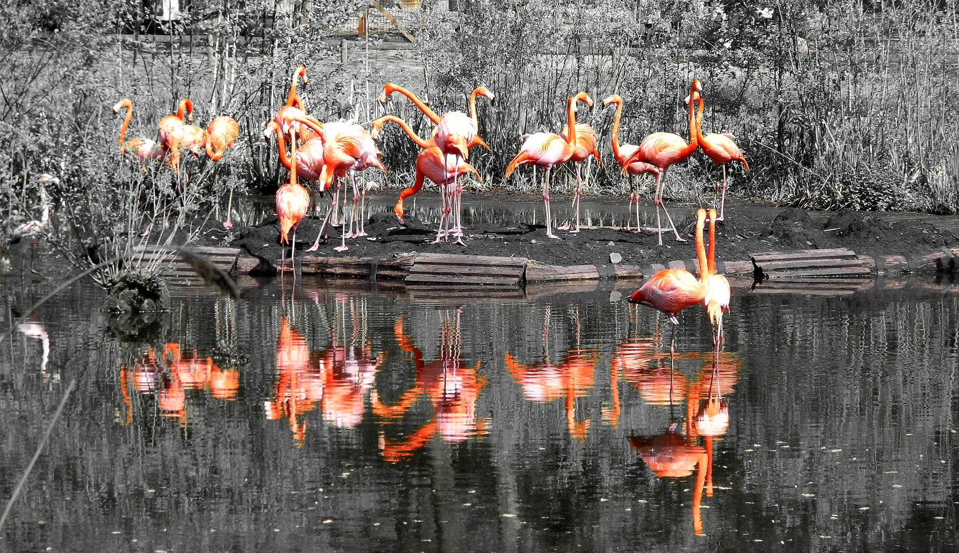 Flamingos