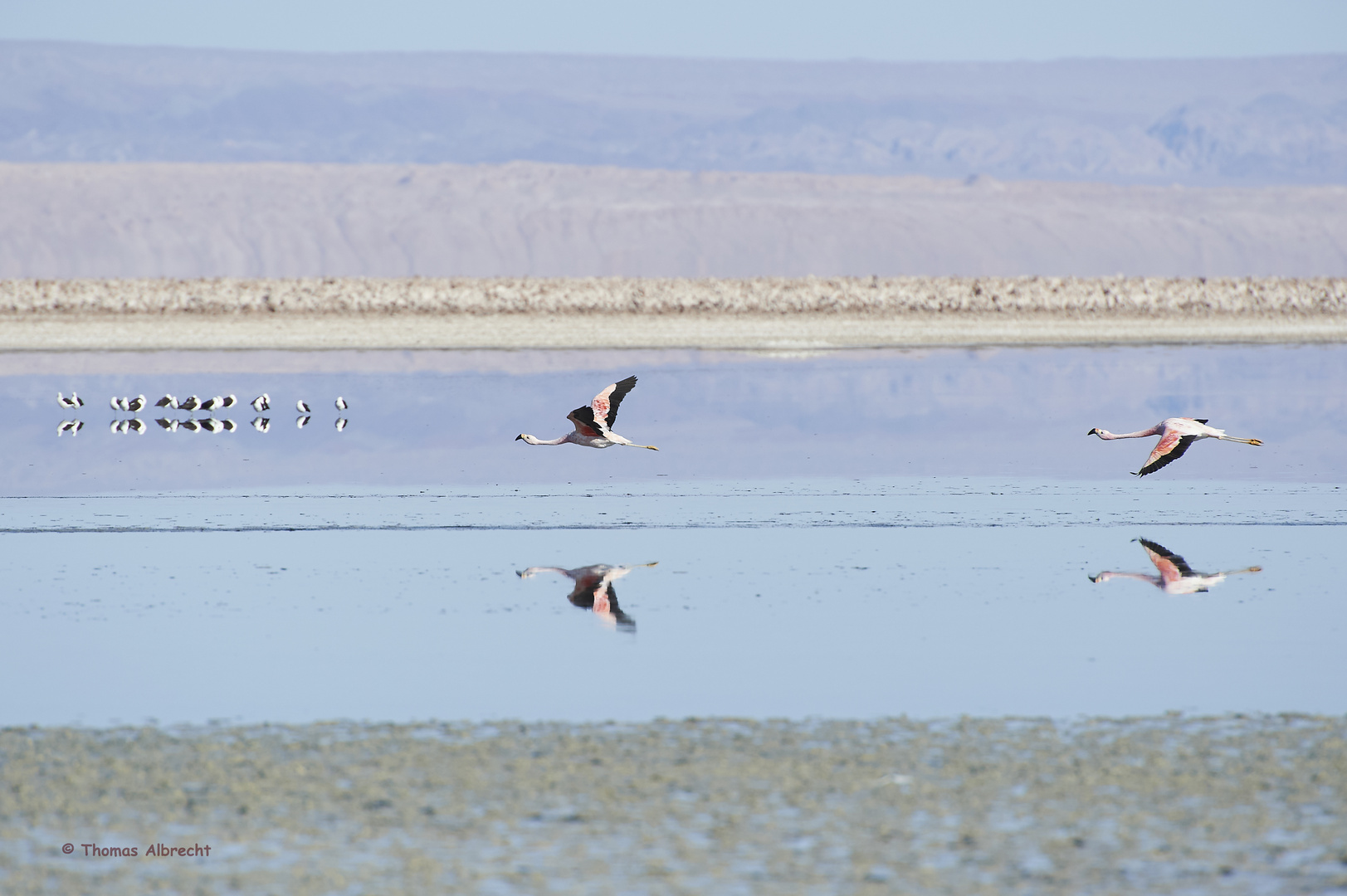 Flamingos