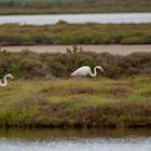 Flamingos