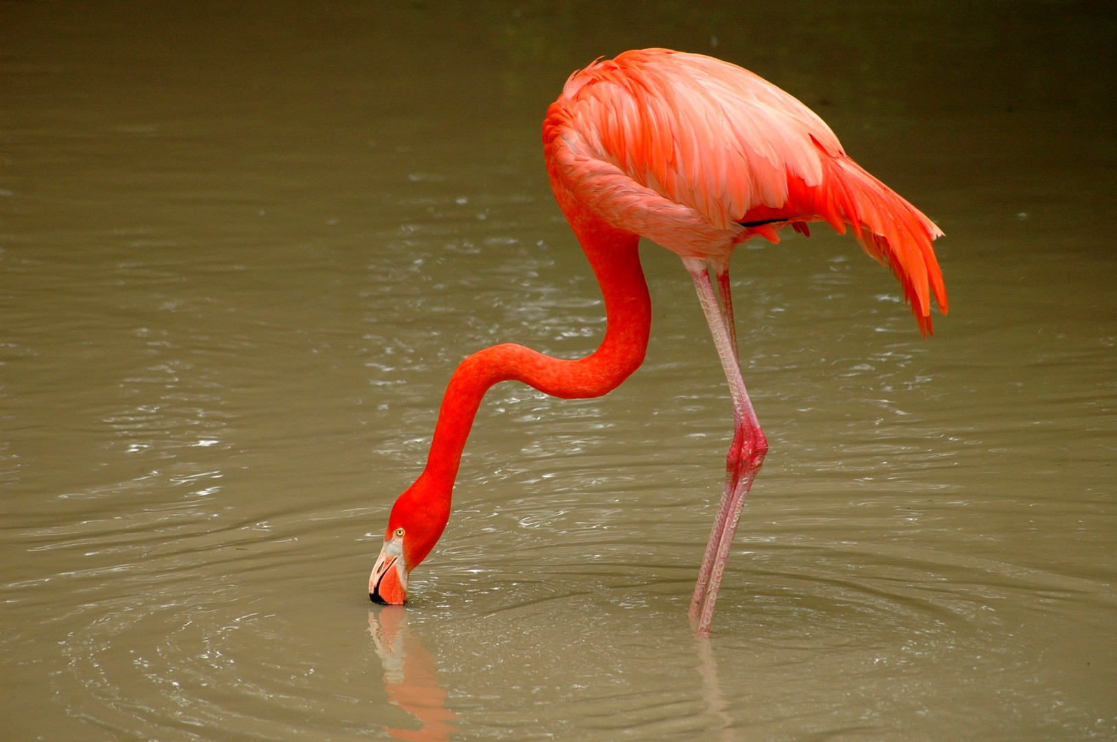 Flamingos