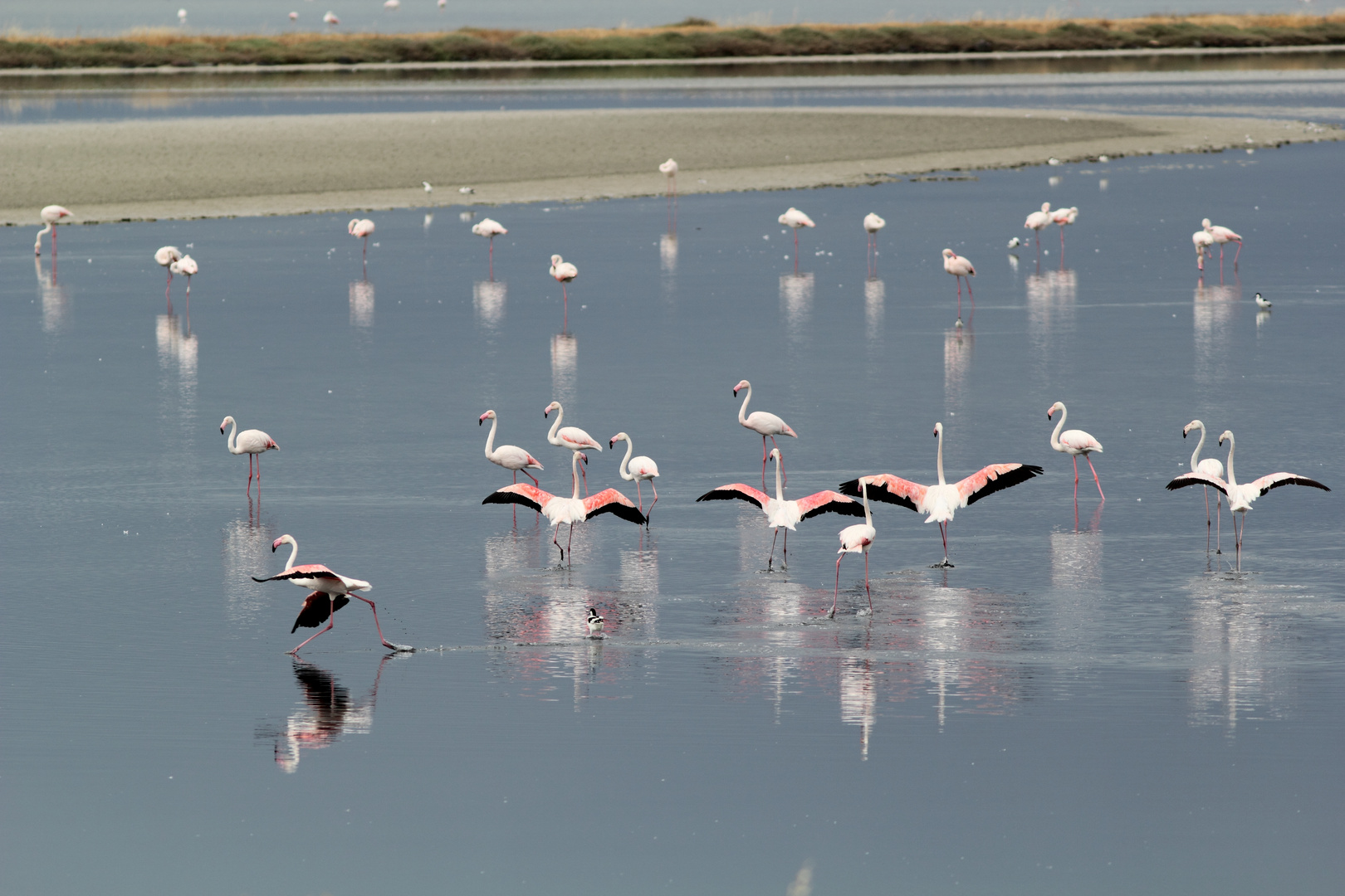 Flamingos