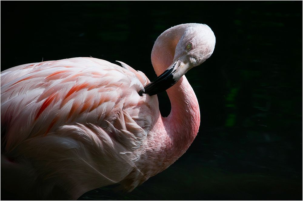 flamingos....