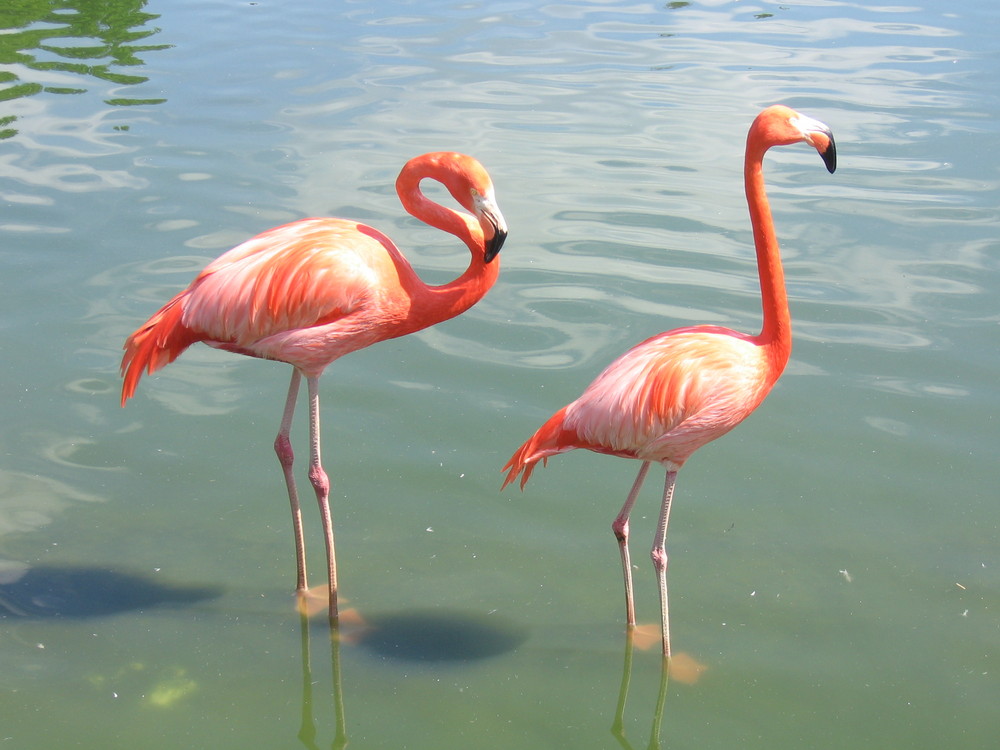 Flamingos