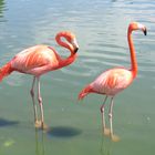 Flamingos