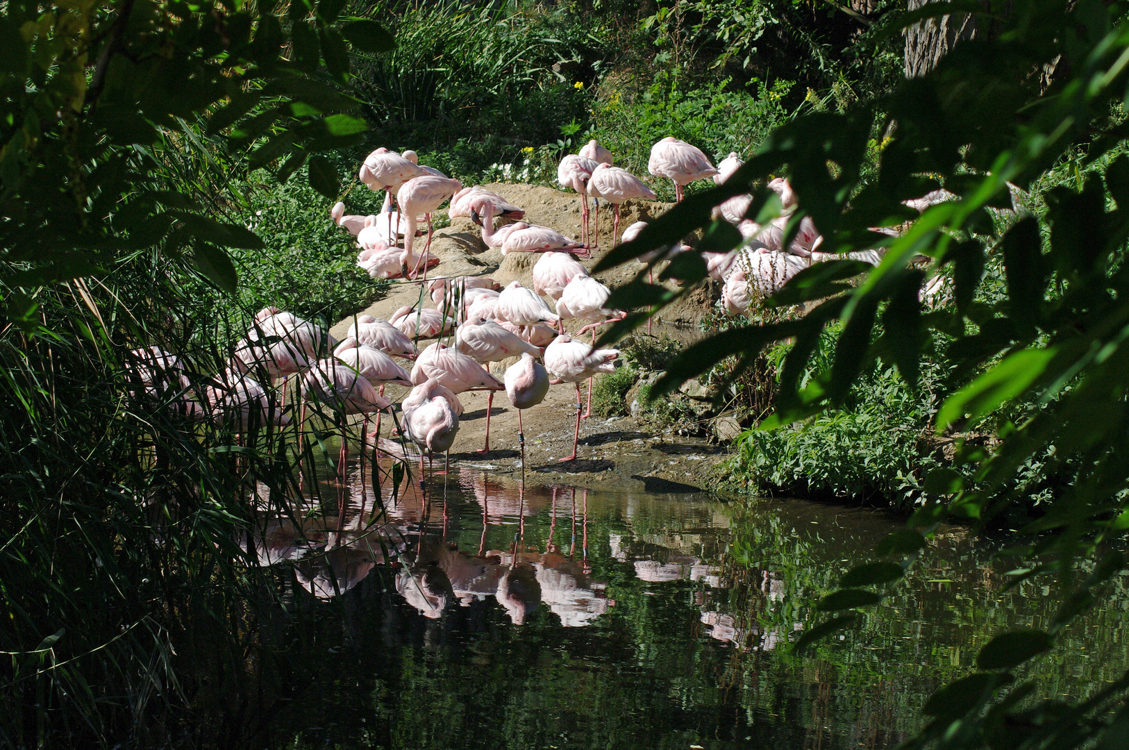 Flamingos