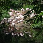 Flamingos