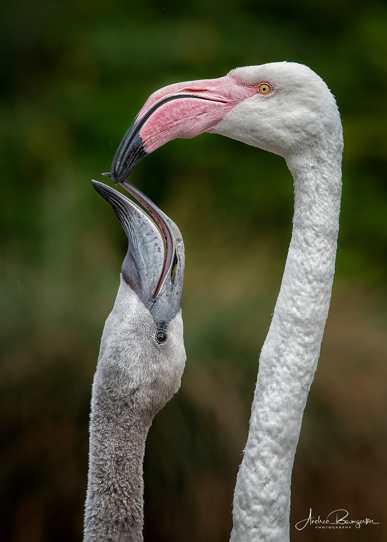 Flamingos