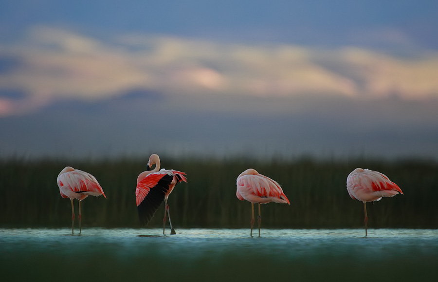 Flamingos