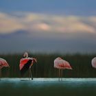 Flamingos