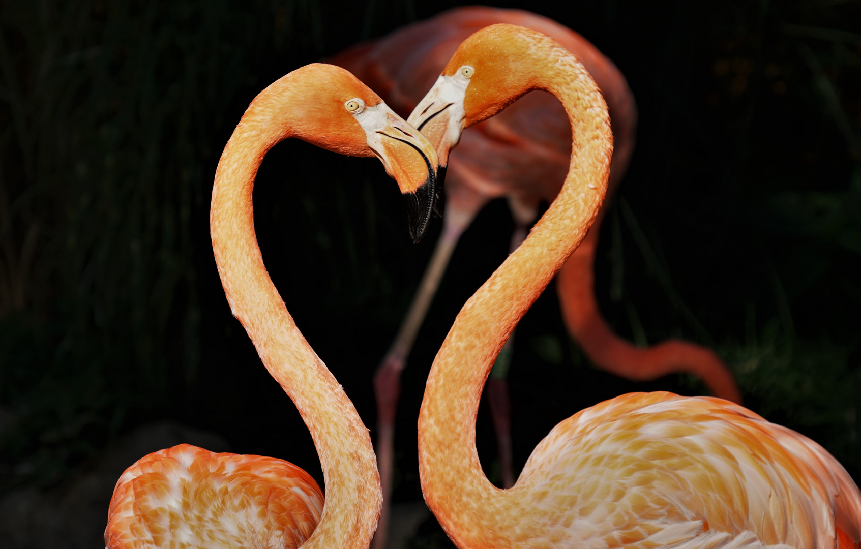Flamingo`s