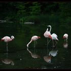 Flamingos