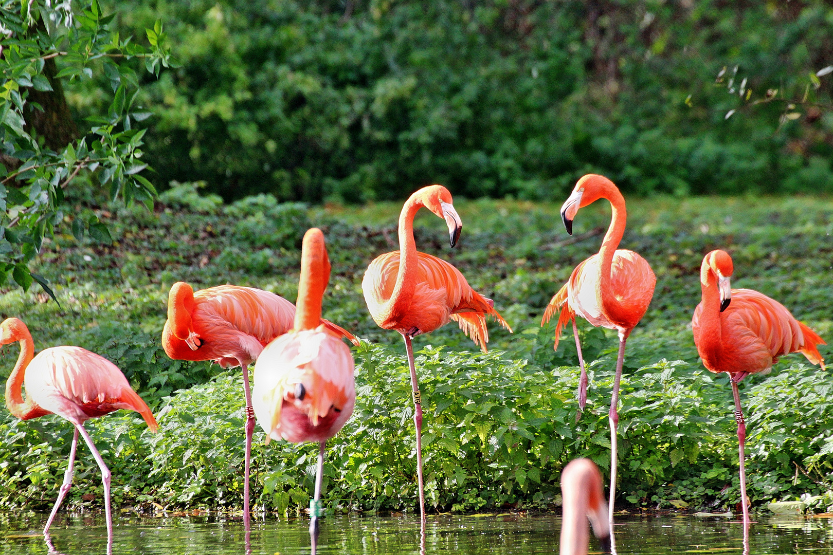 Flamingos