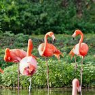 Flamingos