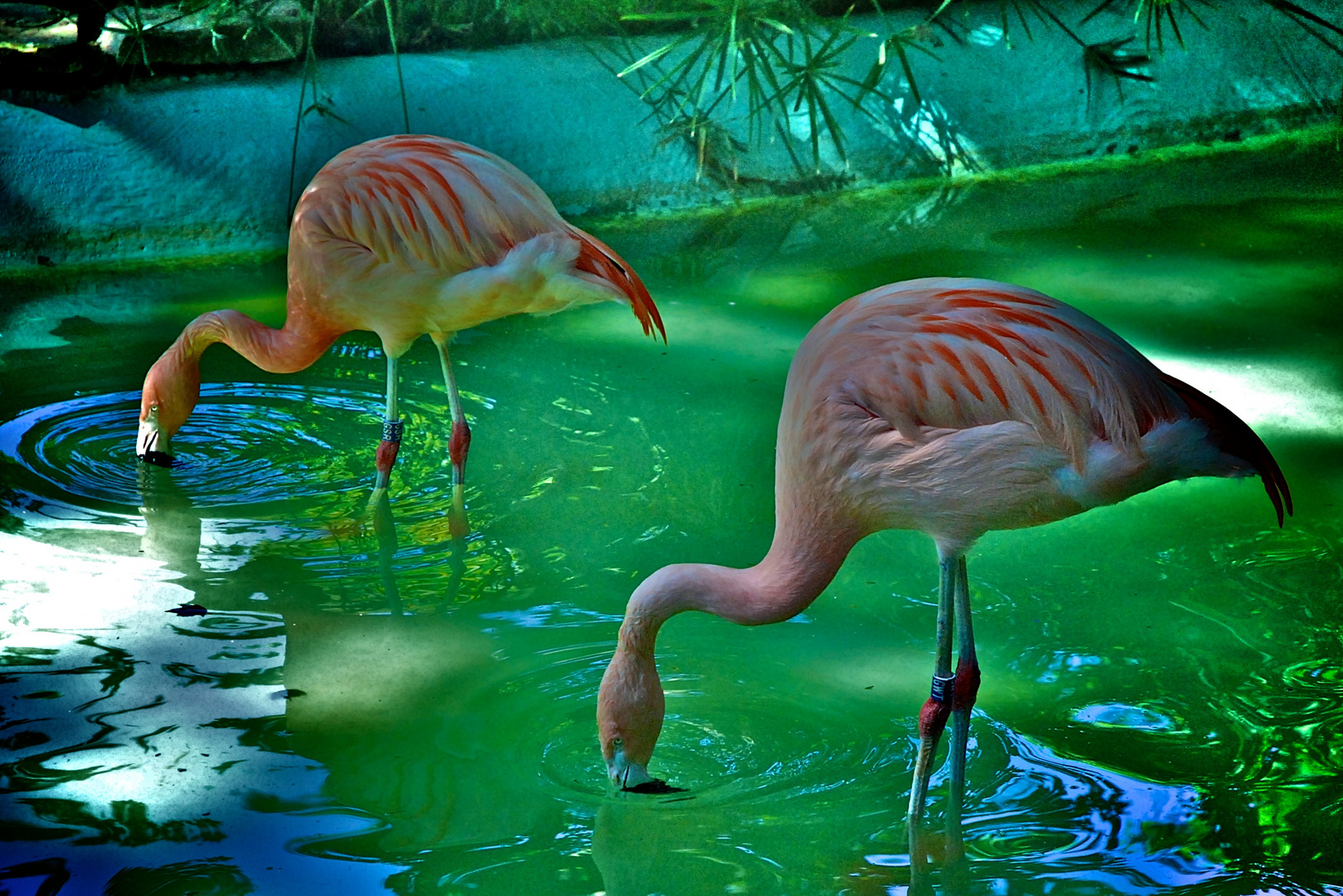 FLAMINGOS