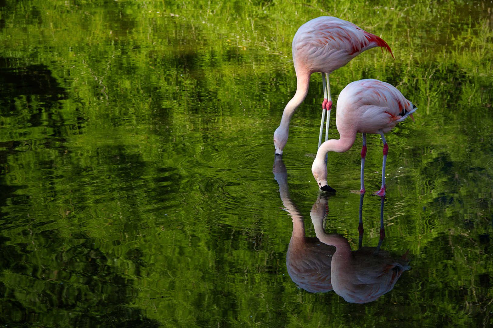 Flamingos