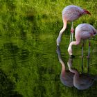 Flamingos