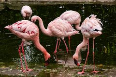 Flamingos