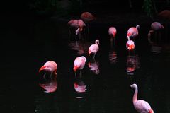 Flamingos 