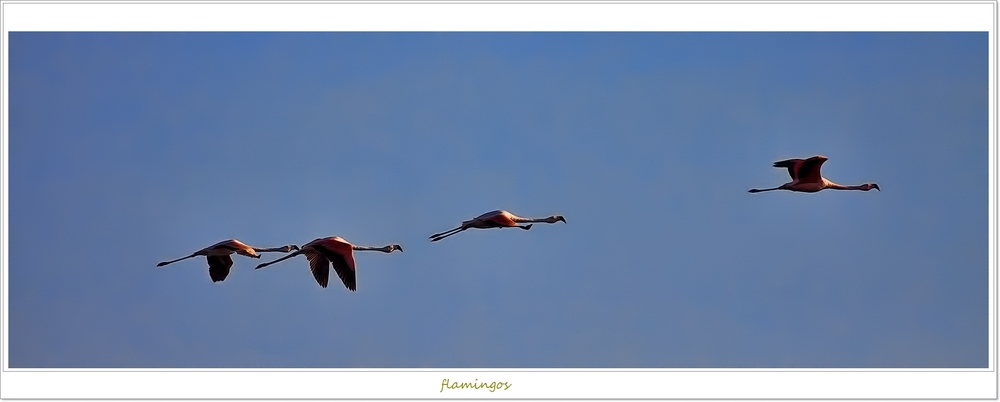 Flamingos