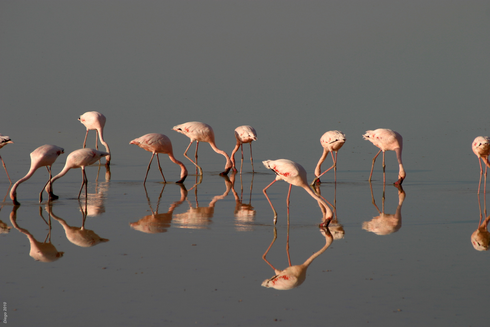 Flamingos