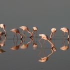 Flamingos